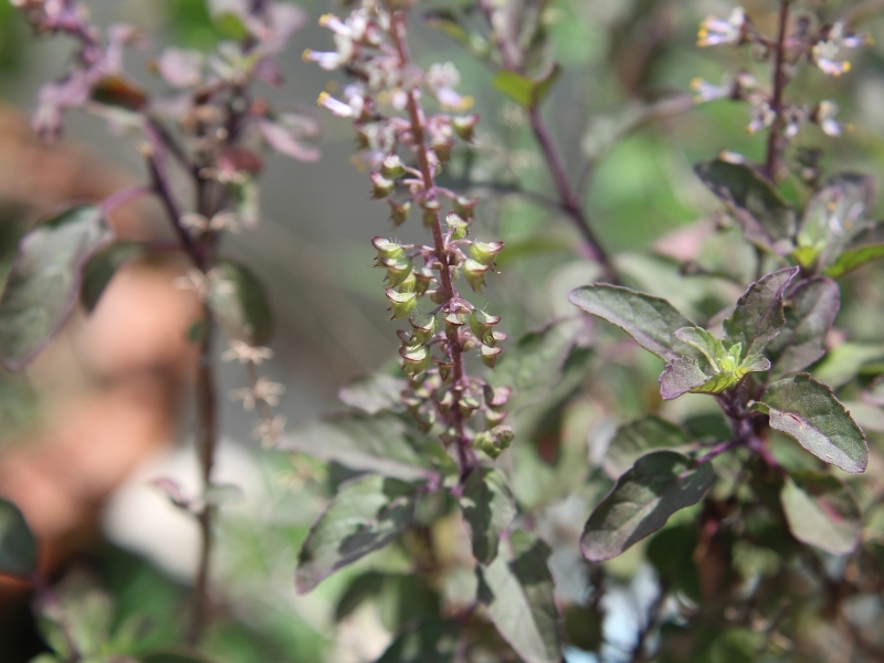 shyama tulsi plant