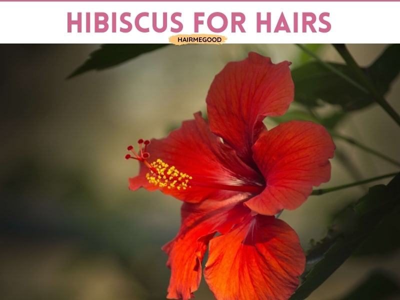 Hibiscus for hair! What's the hype? 12 DIY Options. -